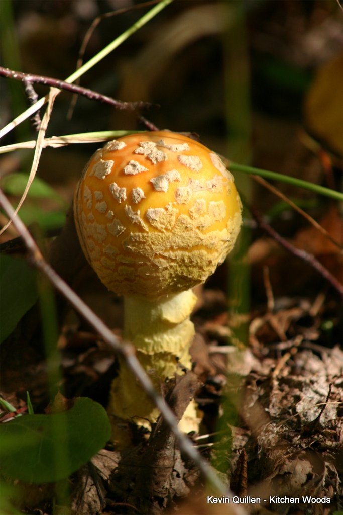 Mushrooms - #4